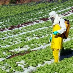 Cinco esclarecimentos sobre agrotóxicos, alimentos orgânicos e agroecológicos