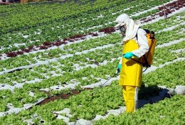 Cinco esclarecimentos sobre agrotóxicos, alimentos orgânicos e agroecológicos