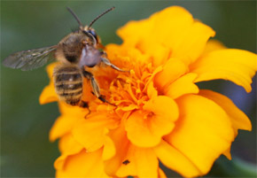 En ny studie visar att naturen har en genialisk skaparförmåga som försett vilda honungsbin med nyttiga mjölksyrabakterier som skyddar mot bakteriesjukdomar. De nyfödda bina matas med bakterierna från vuxna bin. Sedan bär bina på dessa nyttiga bakterier i sin honungsmage. De nyttiga bakterierna kan oskadliggöra farliga mikroorganismer som följer med nektarn och pollen som bina samlar från blommor för tillverkning av honung och bibröd. (Foto: AFP/Prakash Mathema )
